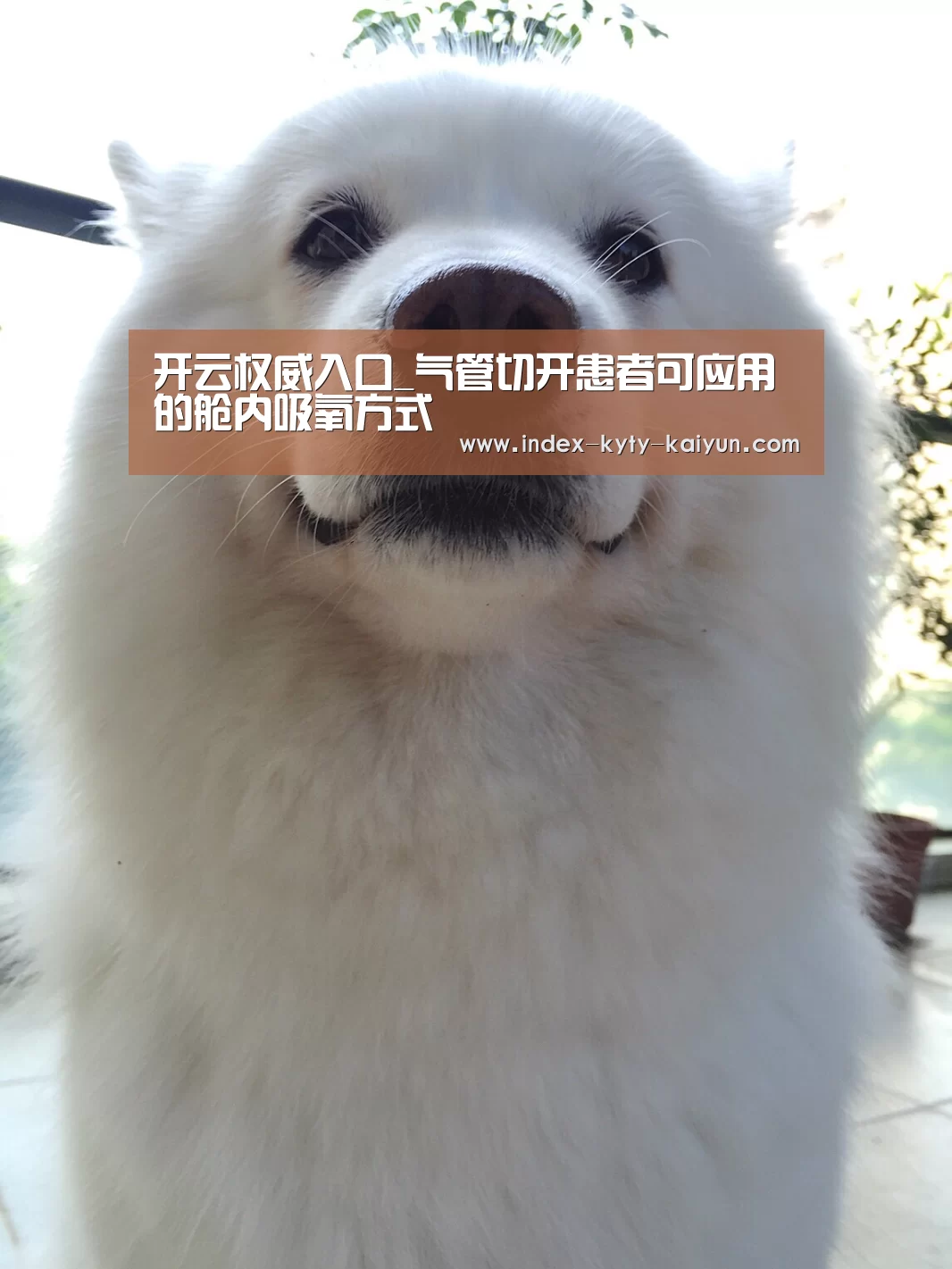 开云权威入口_气管切开患者可应用的舱内吸氧方式(图1) 开云权威入口
